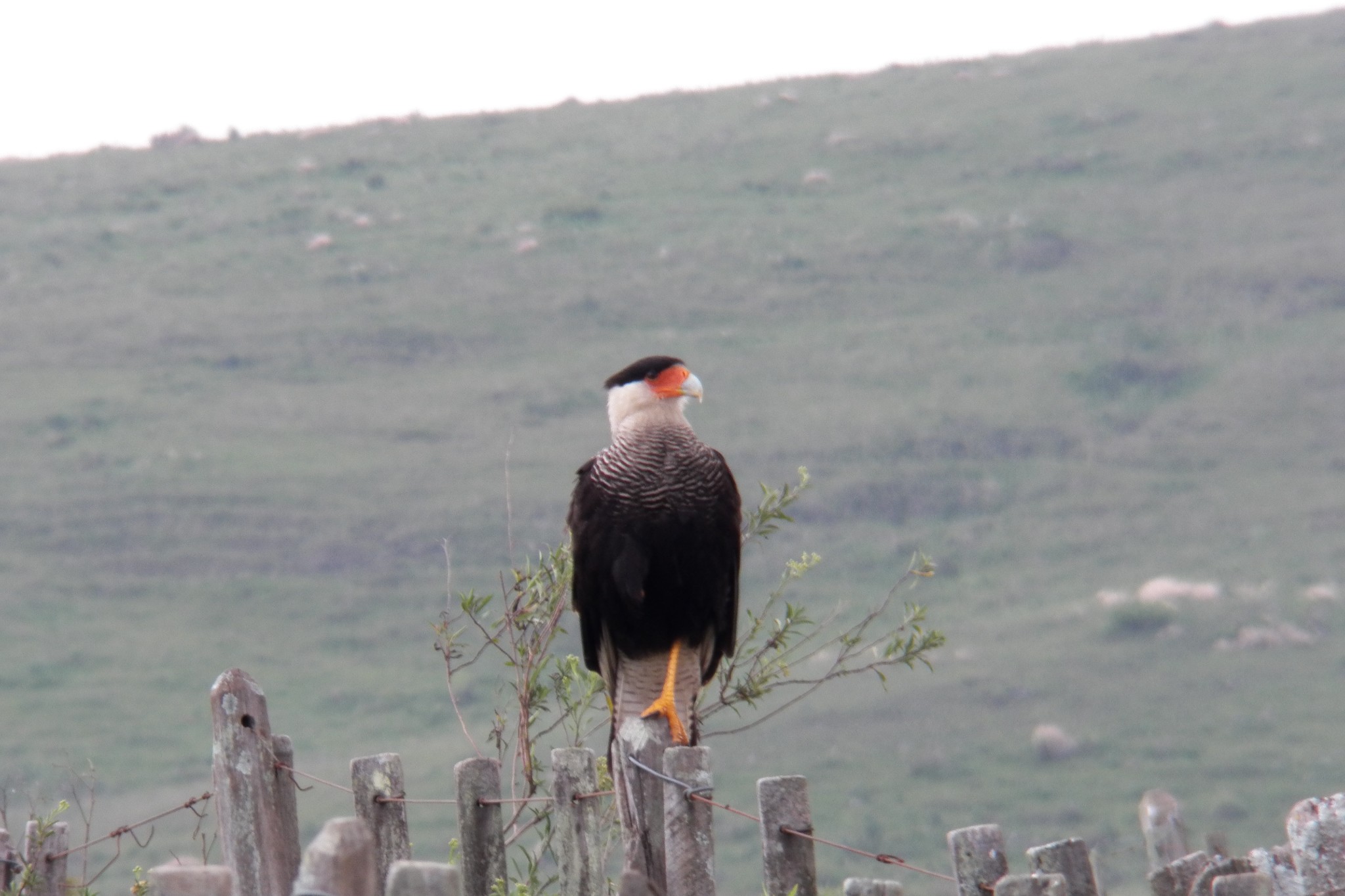 Birdwatching - Observação de pássaros